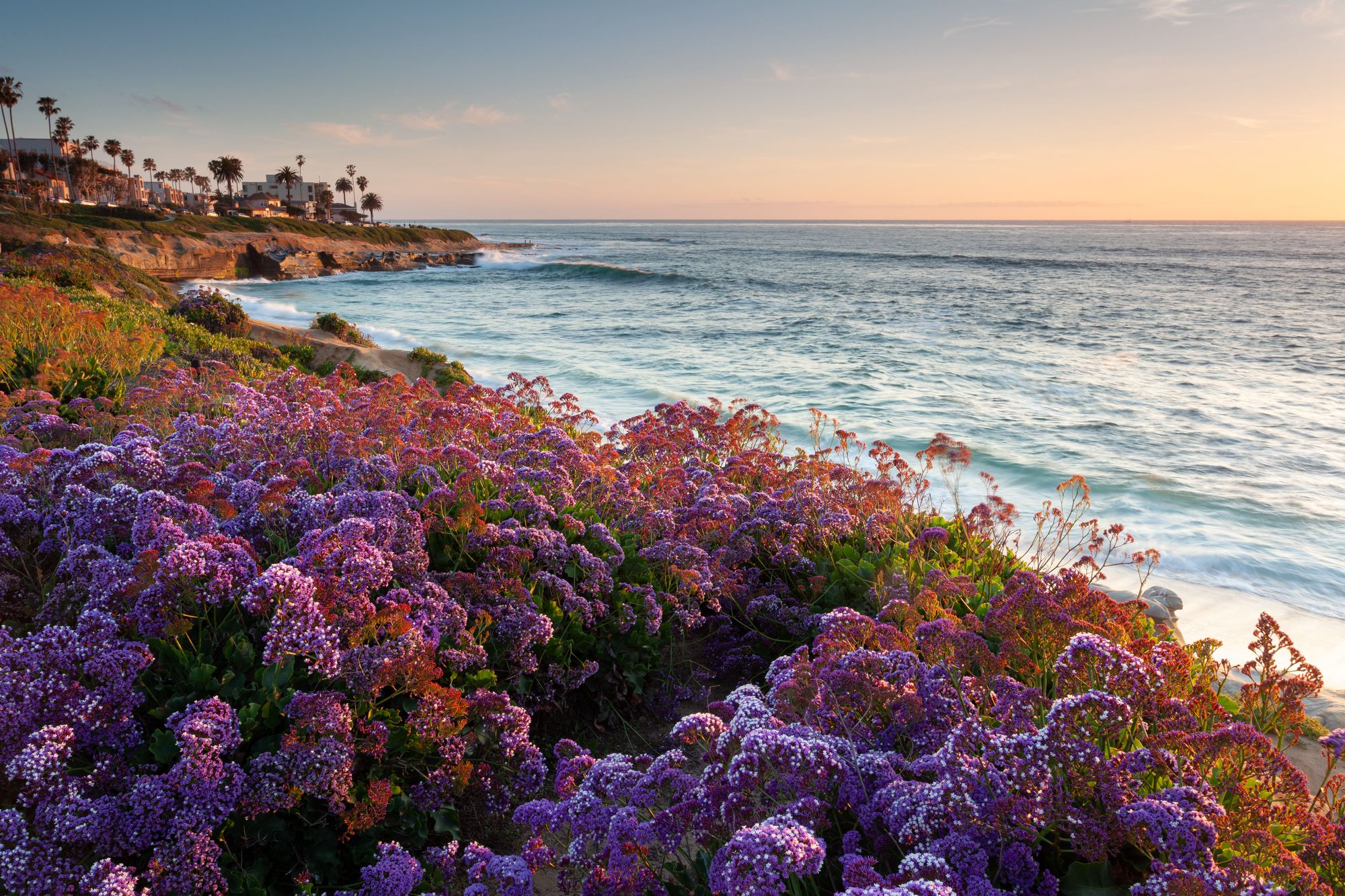 Purple statice flowers blooming on the La Jolla bluffs above the Pacific at sunset